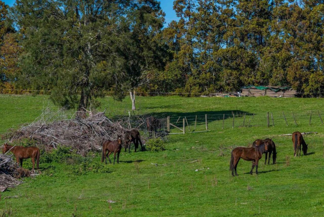 Cosy Lifestyle Cottage Perfect Getaway Pukekohe Exteriér fotografie